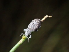 Eucyllus vagans