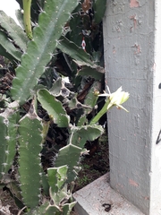 Acanthocereus tetragonus