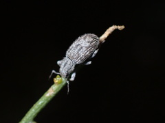 Eucyllus vagans
