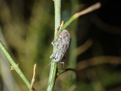Eucyllus vagans