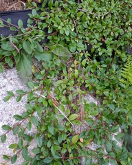 Cotoneaster dammeri