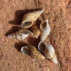 Plotiopsis balonnensis