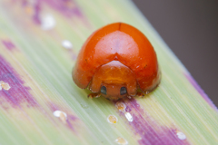 Chilocorus circumdatus