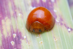 Chilocorus circumdatus