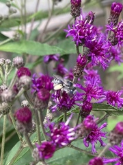 Melissodes denticulatus