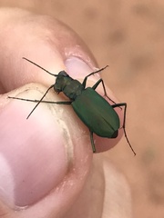 Cicindela nigrocoerulea