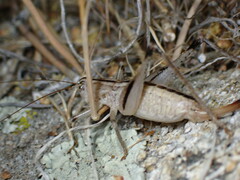 Ateloplus notatus
