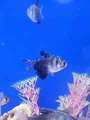 Gymnocorymbus ternetzi