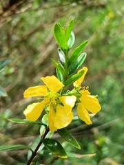 Heimia salicifolia