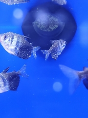 Gymnocorymbus ternetzi