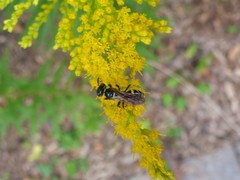 Philanthus bilunatus