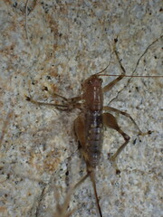 Petropedes santarosae