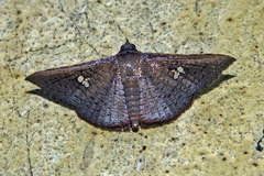 Banisia