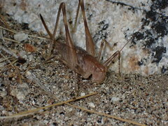 Petropedes santarosae