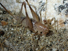 Petropedes santarosae