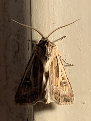 Agrotis vestigialis