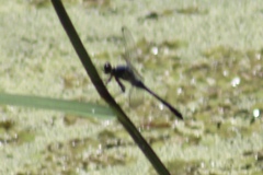 Erythrodiplax berenice