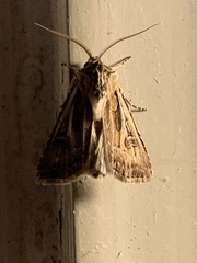 Agrotis vestigialis