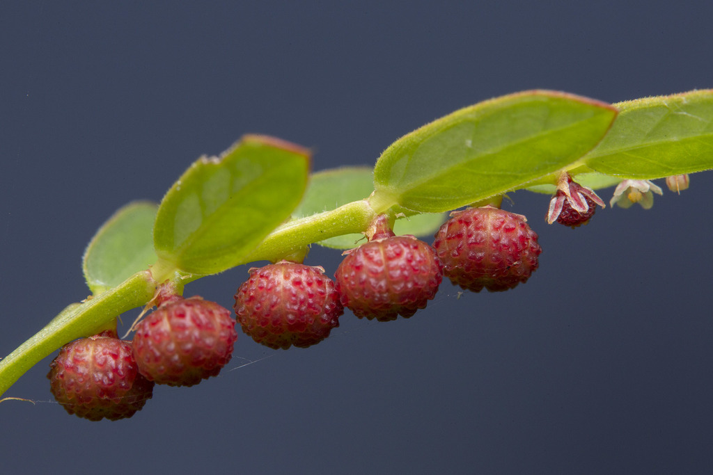 Phyllanthus urinaria — a medium houseplant, prefers partial sun light