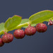 Phyllanthus urinaria - Photo (c) budak, μερικά δικαιώματα διατηρούνται (CC BY-NC), uploaded by budak