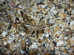 Ateloplus notatus