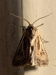 Agrotis vestigialis