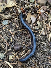 Californiulus