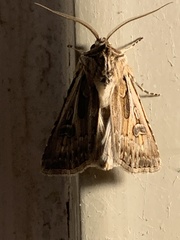 Agrotis vestigialis