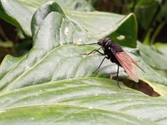 Fidena flavipennis
