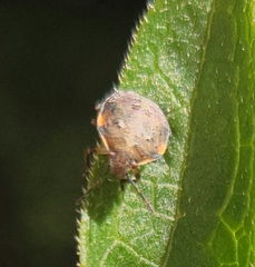 Dendrocoris humeralis
