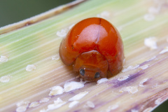 Chilocorus circumdatus