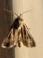 Agrotis vestigialis