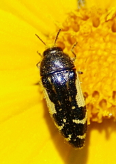 Acmaeodera pulchella