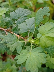 Ribes
