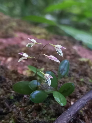 Specklinia grobyi · iNaturalist