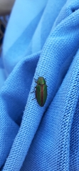 Buprestis aurulenta