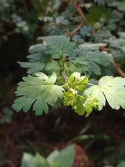 Ribes
