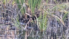 Acrocephalus australis