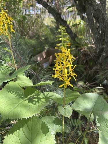Image of Ligularia stenocephala by (c) Brandon Corder, some rights reserved (CC BY)