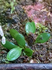 Specklinia grobyi