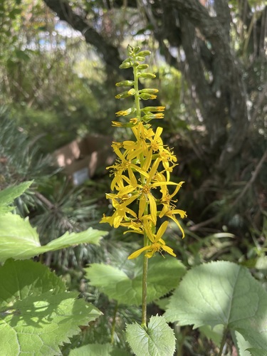 Image of Ligularia stenocephala by (c) Brandon Corder, some rights reserved (CC BY)