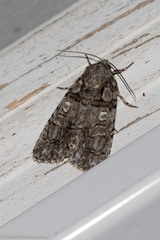Acronicta tristis