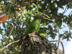 Thectocercus acuticaudatus