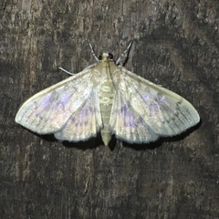 Psara obscuralis