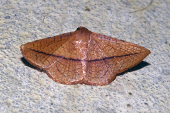 Striglina