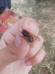 Mesembrina resplendens