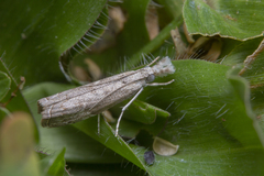 Culladia hastiferalis