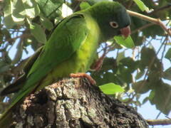 Thectocercus acuticaudatus