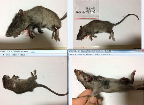 Rattus losea