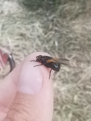 Mesembrina resplendens